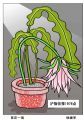 昙花一现
