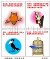动物漫语：鸟眼看世界