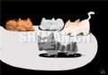 躲猫猫